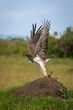 Martial eagle takes off from termite mound