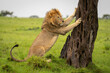 Male lion sits with paws on tree