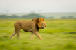 Slow pan of male lion crossing grassland
