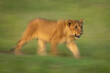 Slow pan of lion cub crossing grass