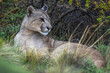 Puma lies in long grass beside bush