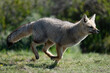 South American gray fox running past bushes