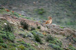 Puma stands on ridge in bushy scrubland