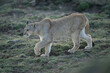 Puma walks down grassy hillside lifting paw