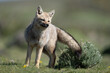 South American gray fox stands leaning over
