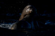 Two South American sea lions play in water