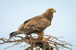 Steppe eagle guards kill on whistling thorn