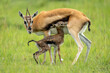 Thomson gazelle stands beside newborn in grass