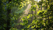 Sunlit Green Leaves in a Lush Forest Setting