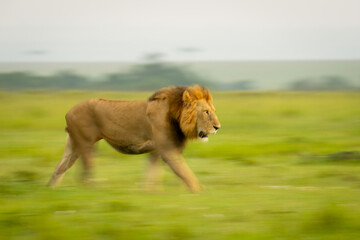 Wall Mural - Slow pan of male lion crossing grassland