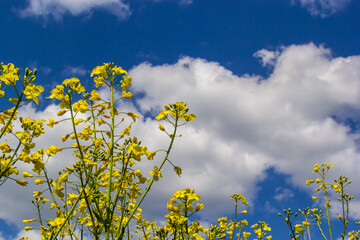Wall Mural - Blooming canola field and blu sky with stormy clouds