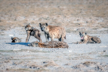 spotted hyena family in the savannah