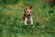 Running beagle dog on spring grass outdoor. Cute doggy playing on nature.