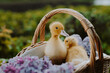 Cute little yellow ducklings sitting in wicker basket with lilac flowers bouquet