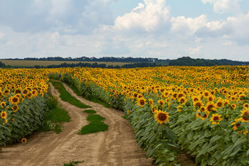 Wall Mural - Sunflowers in the field against blue sky