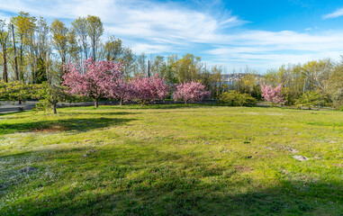 Sticker - Spring Trees On Slope 4