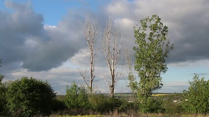 Wall Mural - A landscape with trees and grass