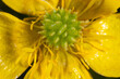 Extreme close-up of the buttercup (Ranunculs) flower