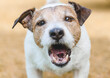Portrait of small Jack Russell Terrier dog barking aggressively outdoor