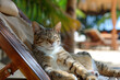 Relaxed Cat Lounging on a Deck Chair