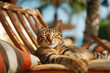 Relaxed Cat on a Sunny Beach Chair