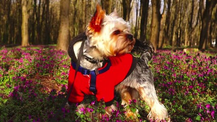 Wall Mural - Cute domestic dog Yorkshire Terrier in spring garden, park among blooming pink flowers. Stylishly dressed doggy in red coat walks on leash in blossoming meadow in sunny day. Concept of adorable pets.