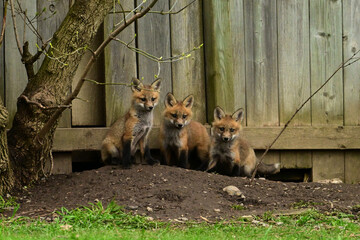 Wall Mural - Urban Wildlife baby red fox cubs playing outside there den under a backyard fence 
