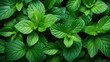 a image Pastel green mint leaves of freshness and vitality, AI Generative