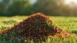 A colony of fire ants constructing an intricate mound in a grassy field, showcasing the engineering prowess of these industrious insects.