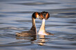 Great crested grebe's couple in the water (Podiceps cristatus). Close-up Great crested grebes look at each other.	