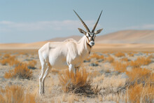 An Arabian Oryx Standing Majestically Against A Backdrop Of Sparse Desert Vegetation,