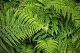 Fototapeta Młodzieżowe - Natural fern background -Beautiful ferns leaves green foliage