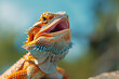 A bearded dragon puffing out its throat, displaying its spiky beard in a show of dominance,