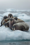 A group of walruses lounging on a chunk of drifting ice, their massive forms huddled together for warmth,