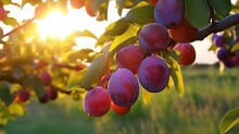 Ripe Plums On A Tree Branch In The Garden At Sunset, A Branch With Natural Plums On A Blurred Background Of A Plum Orchard At Golden Hour.