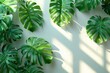 Fresh Monstera Deliciosa leaves basking in the sun, casting beautiful shadows on a light surface