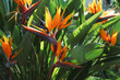 Beautiful and colorful Bird of Paradise flower with big green leaves. Close up, background, copy space