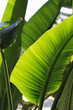 Bunch of palm tree leaves in natural sunlight. Copy space, close up, background.