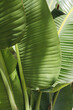 Bunch of palm tree leaves in natural sunlight. Copy space, close up, background.