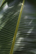 Texture image of a green palm leaf streak . Background, copy space, close up, macro shot.