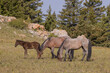 Wild Horses in Summer in the Pryor Mountains Montana