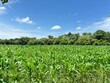 Cultivo de maiz tierno en el campo cielo muy azul