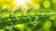   A tight shot of water droplets on a grass blade, sun illuminating leaves behind