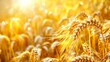   A tight shot of a wheat field, sun illuminating wheat ears in the foreground