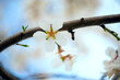 delicate almond flower on a tree branch.