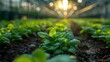 Optimizing Plant Growth: Greenhouses Adjusting Based on Weather Forecasts. Concept Greenhouse Technology, Weather Forecasting, Plant Growth Optimization, Agriculture Innovation