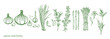 © HS - Hand drawn spices and herbs. Green set. Garlic, onion, green onion, rosemary, thyme, black pepper, dill. Green spices and herbs. Design Template.