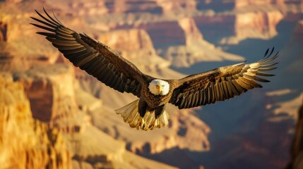 Wall Mural - A bald eagle flying in sky in wild in Grand Canyon.