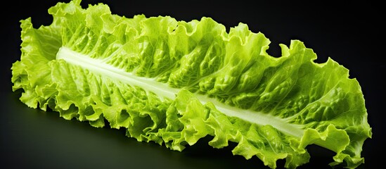 Poster - Lettuce Leaf Close Up on Dark Surface