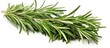 Close up of rosemary branch on white background